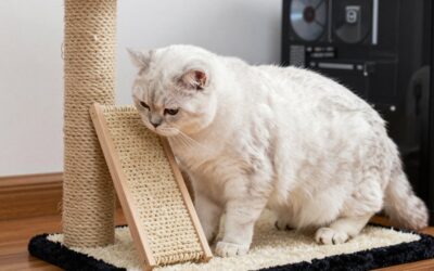 Best Scratching Posts for Large Cats